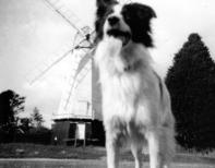 Lassie the Engineer's Dog